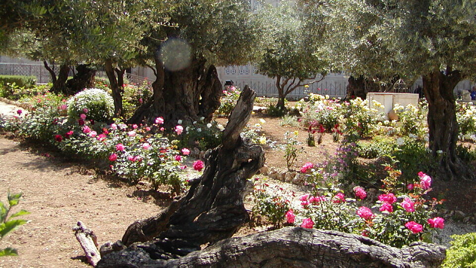 /images/r/garden-of-gethsemane-israel/c960x540/garden-of-gethsemane-israel.jpg